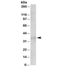 TCF19 Antibody