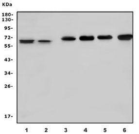 STK39 Antibody / SPAK