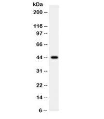 Western blot testing of human 22RV1 cell lysate with WNT2B antibody. Expected/observed molecular wei