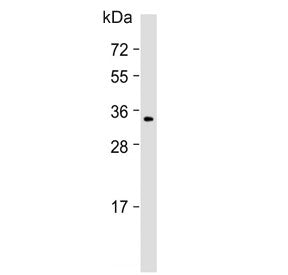 MEOX2 Antibody / MOX-2