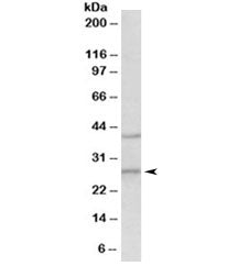 Fgf23 Antibody