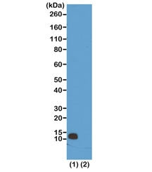 H4R3me1 Antibody / Monomethyl Histone H4 Arginine 3