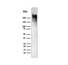 MUC1 Antibody / Mucin-1
