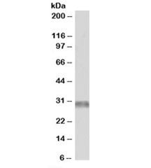 TRIM7 Antibody