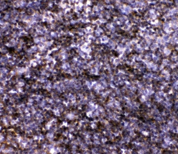 IL-7 Antibody