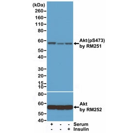 AKT Antibody (pSer473)