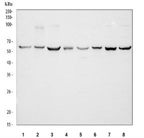 Western blot testing of 1) rat brain, 2) rat spleen, 3) rat C6, 4) rat PC-12, 5) mouse brain, 6) mou