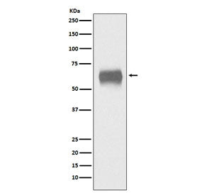 CD5 Antibody
