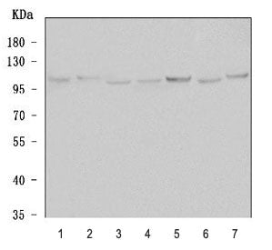 Western blot testing of 1) human SH-SY5Y, 2) human U-87 MG, 3) human MCF7, 4) human 293T, 5) rat bra