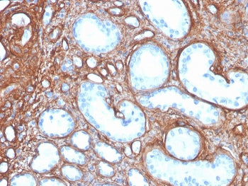 IHC staining of FFPE human kidney with recombinant COL4A antibody. HIER: boil tissue sections in pH 