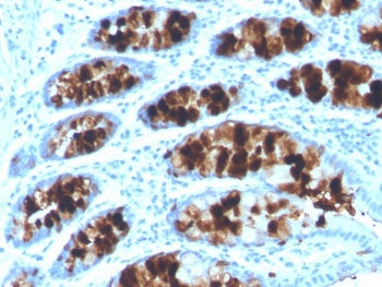 IHC staining of FFPE human colon with Intelectin 1 antibody (clone ITLN1/4062). HIER: boil tissue se