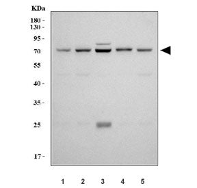 COX2 Antibody / PTGS2