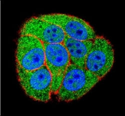 XRCC5 Antibody