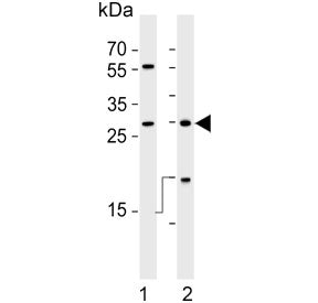 Western blot testing of human 1) NCI-H1299 and 2) Raji cell lysate with HLA-DRB1 antibody. Predicted