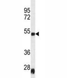 Serpinh1 Antibody