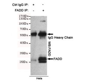 Immunoprecipitation of FADD from HeLa cell lysate using FADD antibody. The precipitate was subsequen