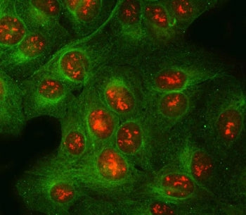 Immunofluorescent staining of FFPE human U-2 OS cells with POLR2H antibody (red) and Alpha Tubulin m