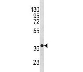 CXCR4 Antibody