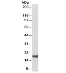 UBE2I Antibody [Biotin Conjugate]