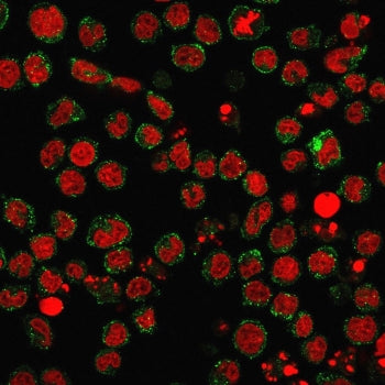 CD15 Antibody / SSEA-1
