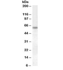 Western blot testing of HeLa lysate with Granulin antibody at 1ug/ml. Predicted molecular weight: 64