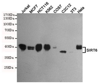 SIRT6 Antibody