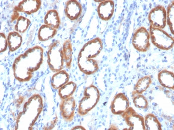 IHC staining of FFPE human kidney tissue with Thrombospondin-1 antibody (clone THBS1/4532). HIER: bo