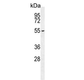 FBXW8 Antibody