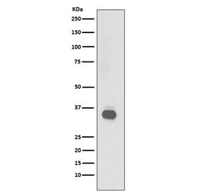 Western blot testing of human Raji cell lysate with CD20 antibody. Predicted molecular weight ~33 kD