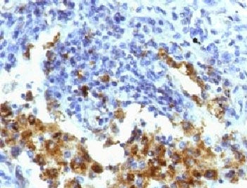 Napsin A Antibody