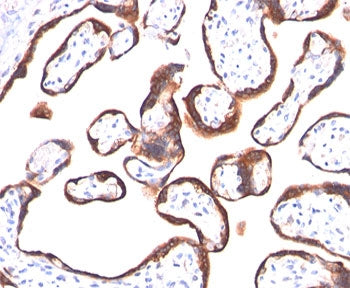 IHC testing of human placenta stained with hCG alpha antibody (HCGa/53). Note specific membrane stai