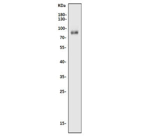 Nfe2l3 Antibody / Nrf3