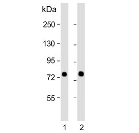 SRP72 Antibody