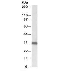 Stomatin Antibody
