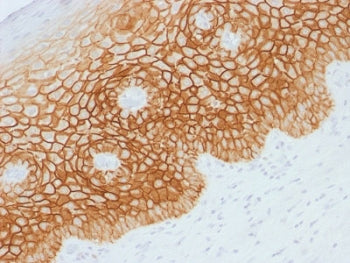 CD44v4 Antibody