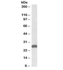 Western blot testing of mouse liver lysate with ETFB antibody at 0.01ug/ml. Predicted molecular weig