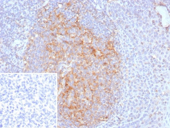 CD35 Antibody / CR1