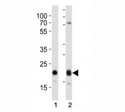 CD9 Antibody