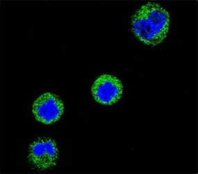 Confocal immunofluorescent analysis of CD1e antibody with MDA-MB435 cells followed by Alexa Fluor 48