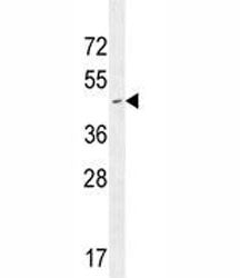 CD34 Antibody