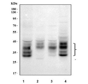MPZL1 Antibody / PZR