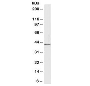 Lactadherin Antibody