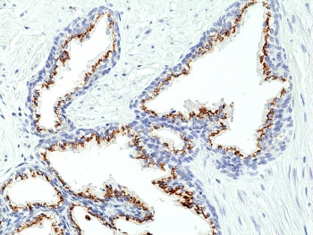 Prostein Antibody / SLC45A3