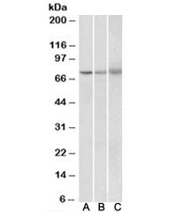 KLHL6 Antibody