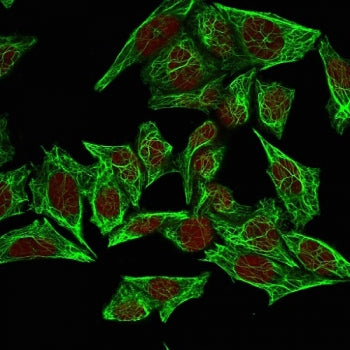 Immunofluorescent staining of permeabilized human HeLa cells with Keratin 7 antibody (clone SPM270, 