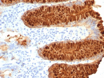 IHC staining of FFPE human stomach tissue with Estrogen Inducible Protein pS2 antibody (clone TF/776