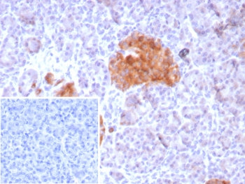 IHC staining of FFPE human pancreas tissue with GAD2 antibody (clone GAD2/8547). HIER: boil tissue s