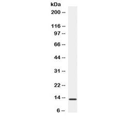 BCA1 / CXCL13 Antibody