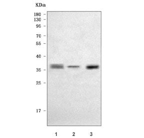 Western blot testing of 1) human U-251, 2) human 293T and 3) rat PC-12 cell lysate with SOX2 antibod