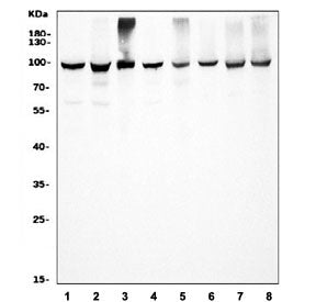 Western blot testing of 1) human HeLa, 2) human HEK293, 3) monkey COS-7, 4) human HepG2, 5) human A5